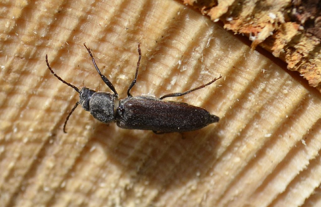 Cerambycidae: Tetropium castaneum?  No, Asemum striatum